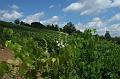 3-7-04 Weinberge an der Mosel bei Dornot